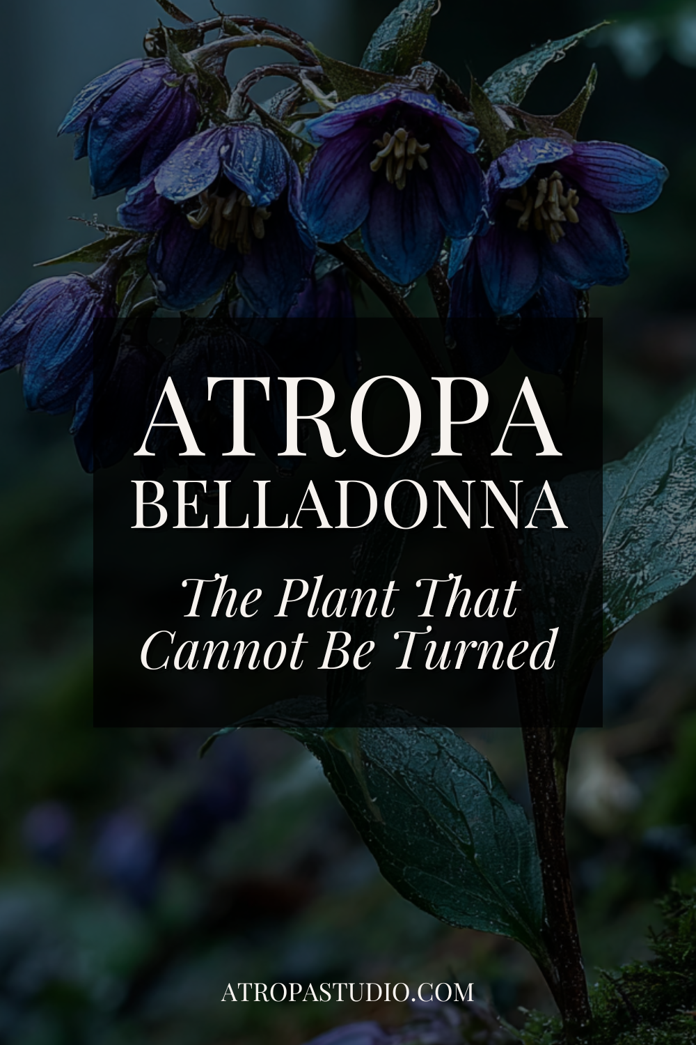 Atropa belladonna flowers with deep blue-purple bell-shaped blooms and raindrops on dark stems, dark cottagecore botanical aesthetic