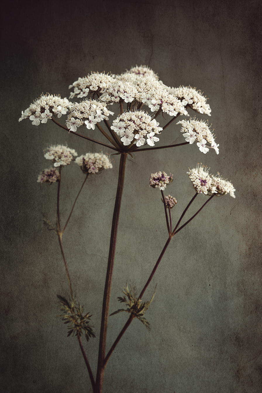 Victorian botanical illustration of Conium maculatum hemlock with white umbel flowers and purple spotted stem on aged parchment