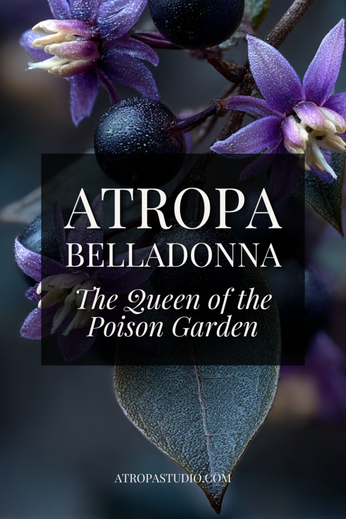 Atropa belladonna deadly nightshade with glossy black berries and purple star-shaped flowers covered in dewdrops on a dark moody background