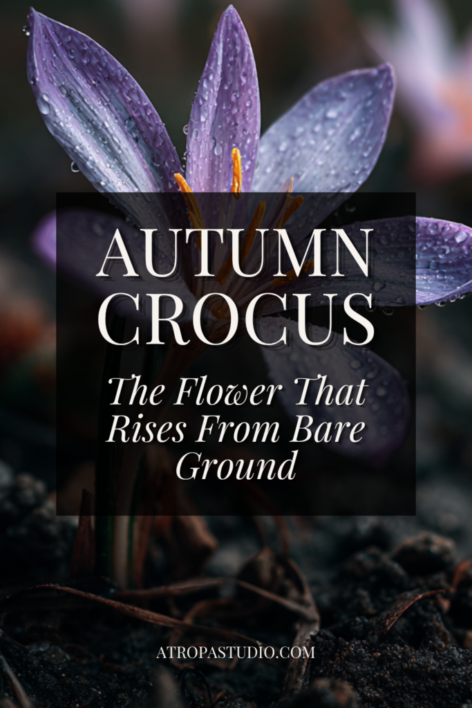 Colchicum autumnale autumn crocus flower emerging from bare dark soil with no leaves, purple petals covered in raindrops and bright orange stamens visible at the centre