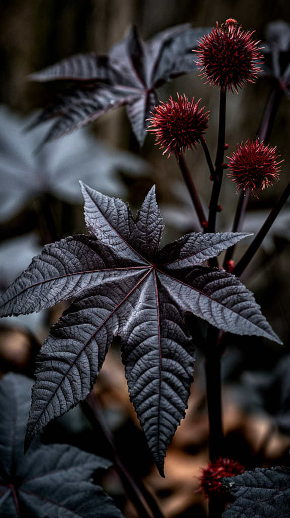 Close-up castor bean leaf in the foreground with three spined red seed pods rising on dark stems behind it