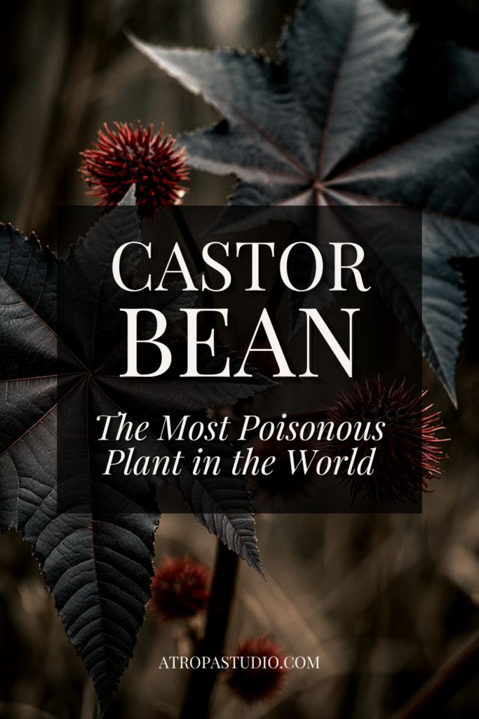 Castor bean leaf and spined red seed pods with the text Castor Bean, The Most Poisonous Plant in the World