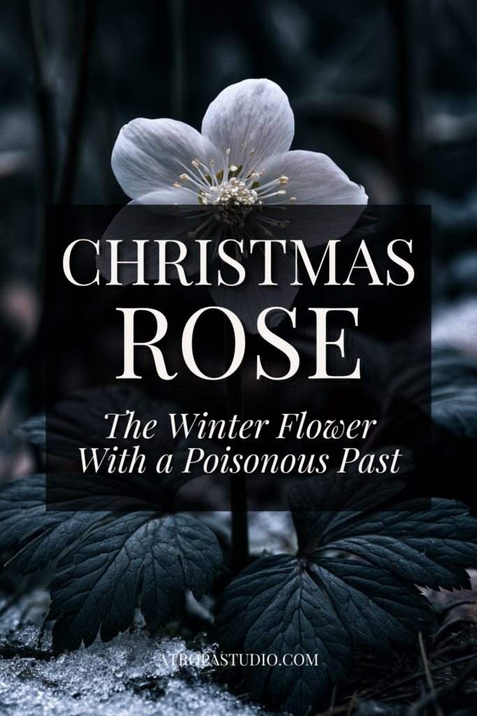 A white Christmas rose flower above dark frosted leaves with the text Christmas Rose, The Winter Flower With a Poisonous Past