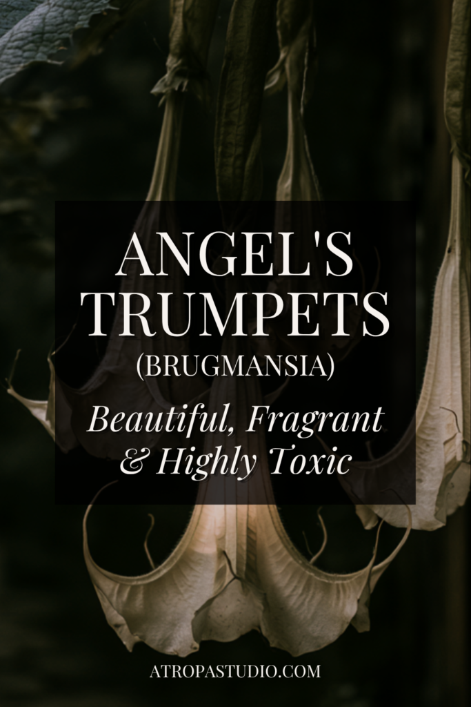 Pale Brugmansia angel's trumpet flowers glowing against dark foliage, Pinterest graphic reading Beautiful, Fragrant and Highly Toxic