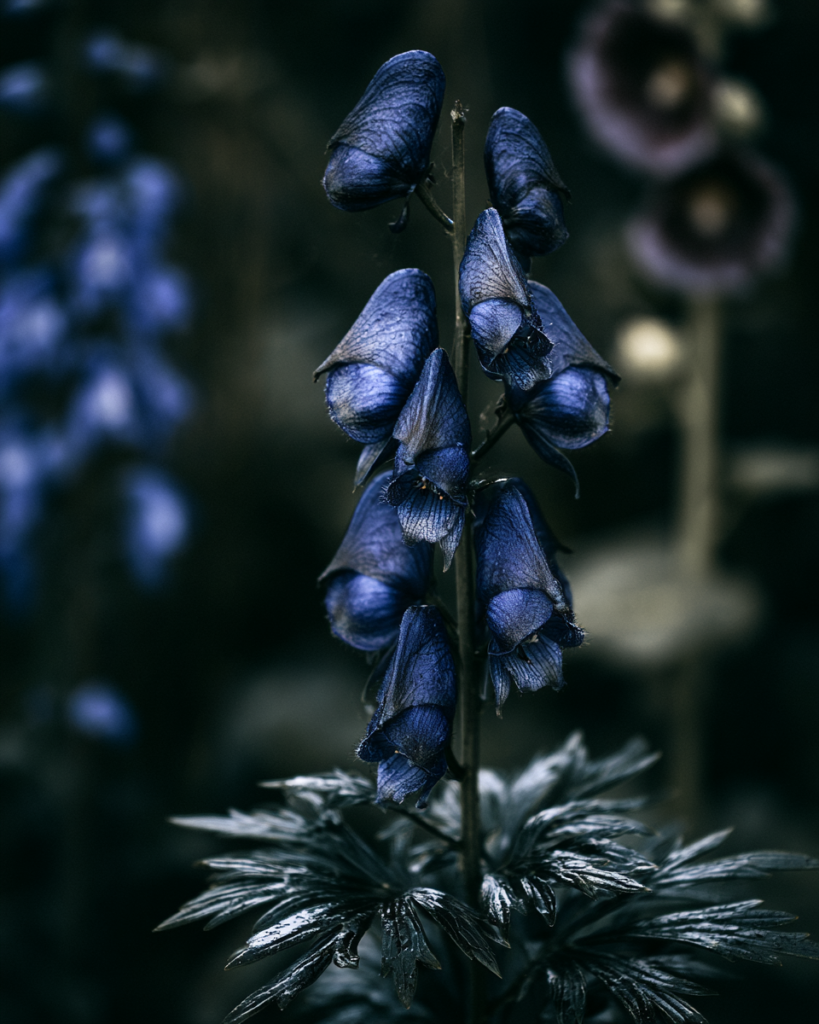 Close up of Aconitum napellus hooded flowers in deep violet blue with dark serrated leaves beneath
