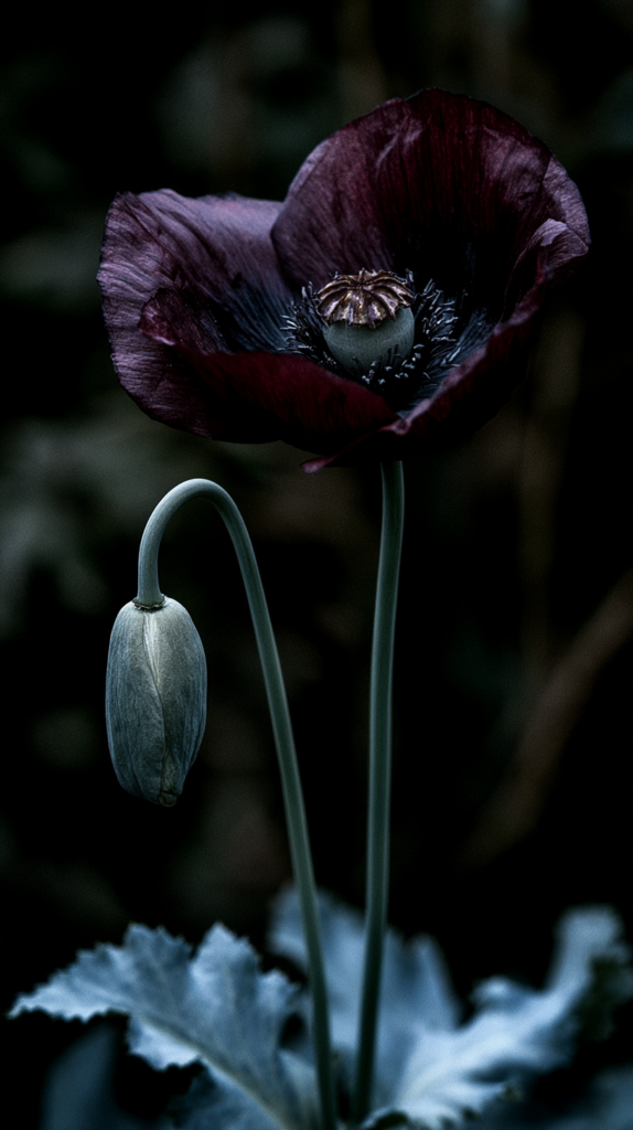 Opium poppy in near-black bloom beside a nodding grey-green seed pod bud, Papaver somniferum, in a shaded garden setting